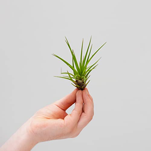 plnts-babyplnts-tillandsia-melanocrater-luftpflanze-10-cm image 8