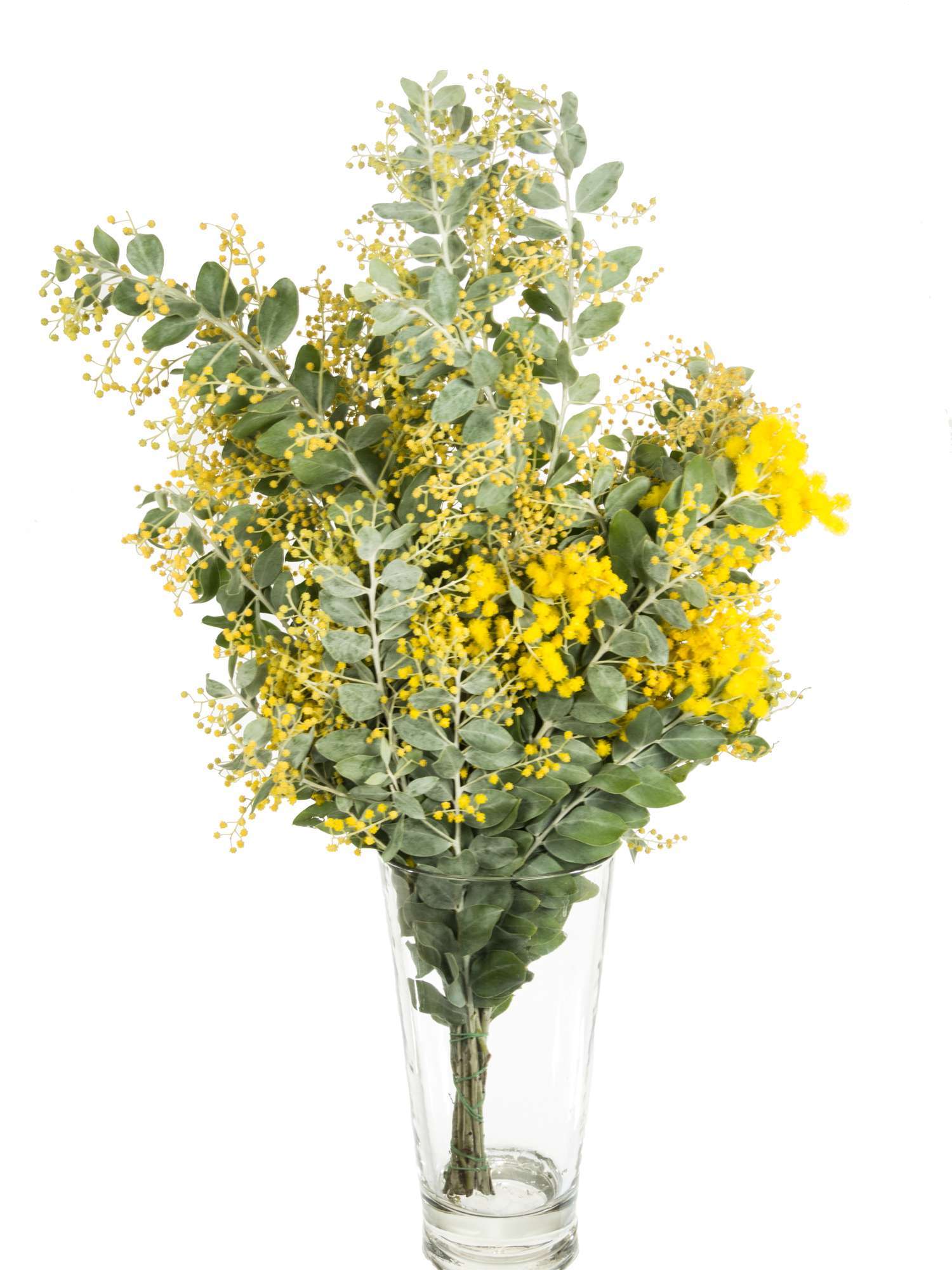 blumigo-exklusives-greenery-mimose-schnittblume-gelb-bl-hend image 3