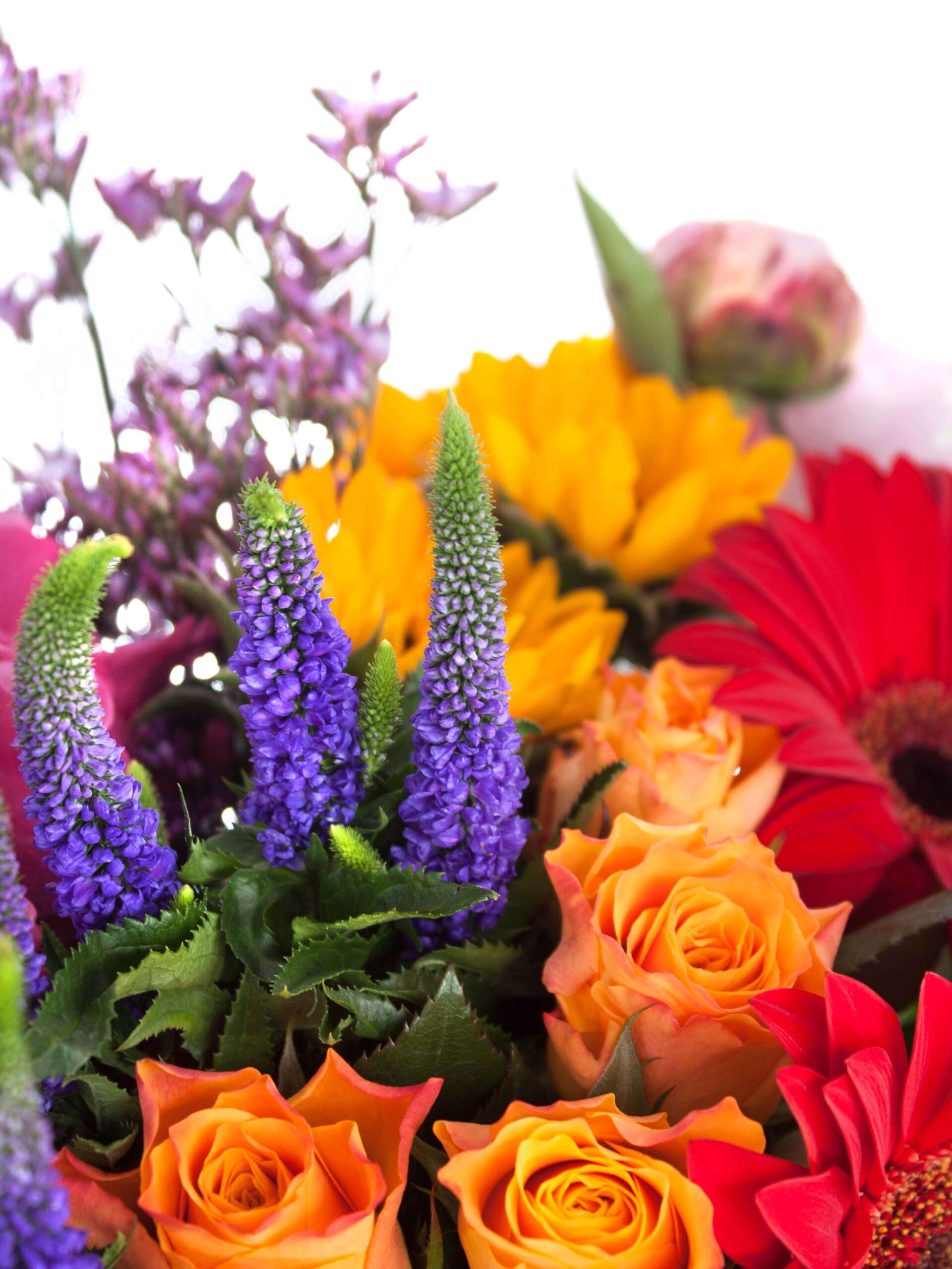 blumigo-basic-color-mix-blumenmischung-bunte-farben image 4