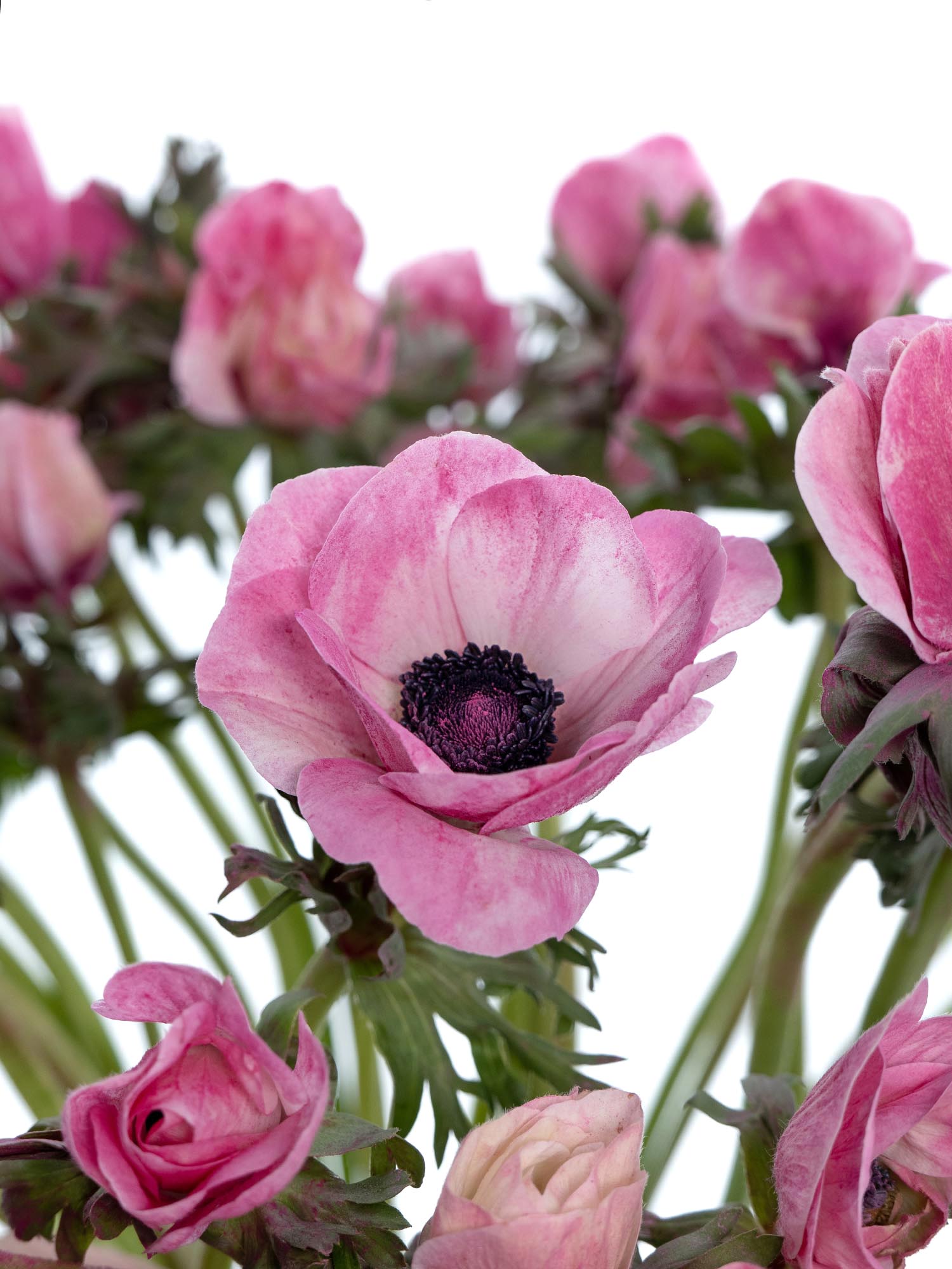 blumigo-anemonen-xl-mistral-powder-cerise-pink image 1