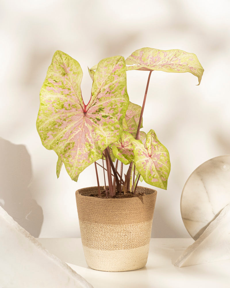 feey-variado-caladium-seafoam-pink-zimmerpflanze-ohne-bertopf image 6