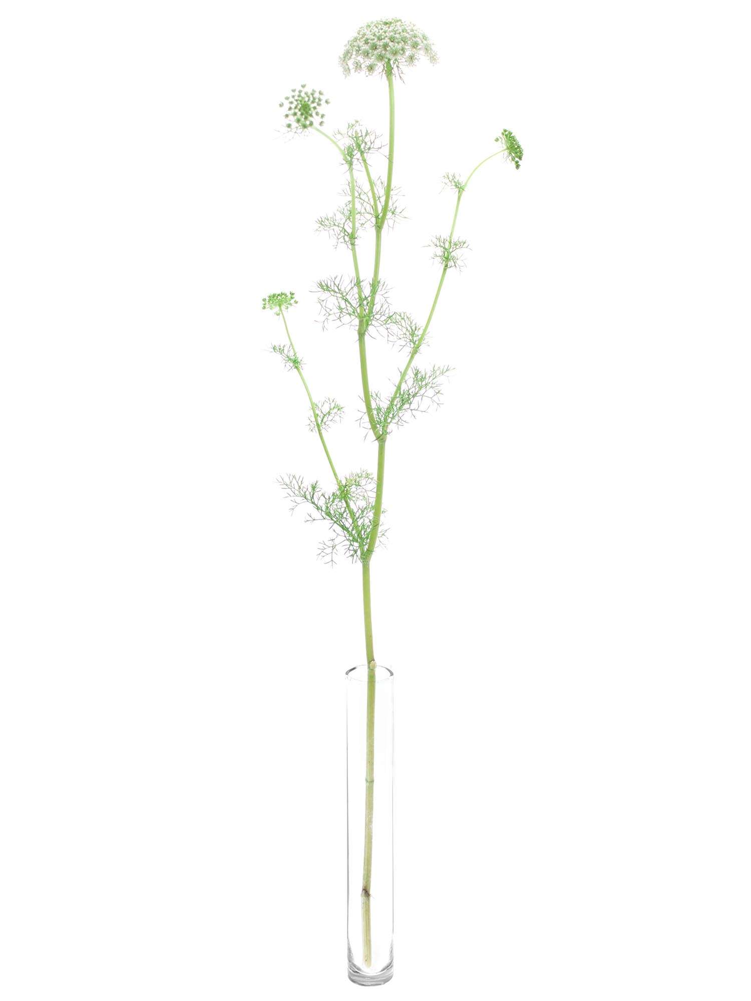 blumigo-ammi-majus-bindegr-n-wei-gr-n-frisches-blattwerk image 5