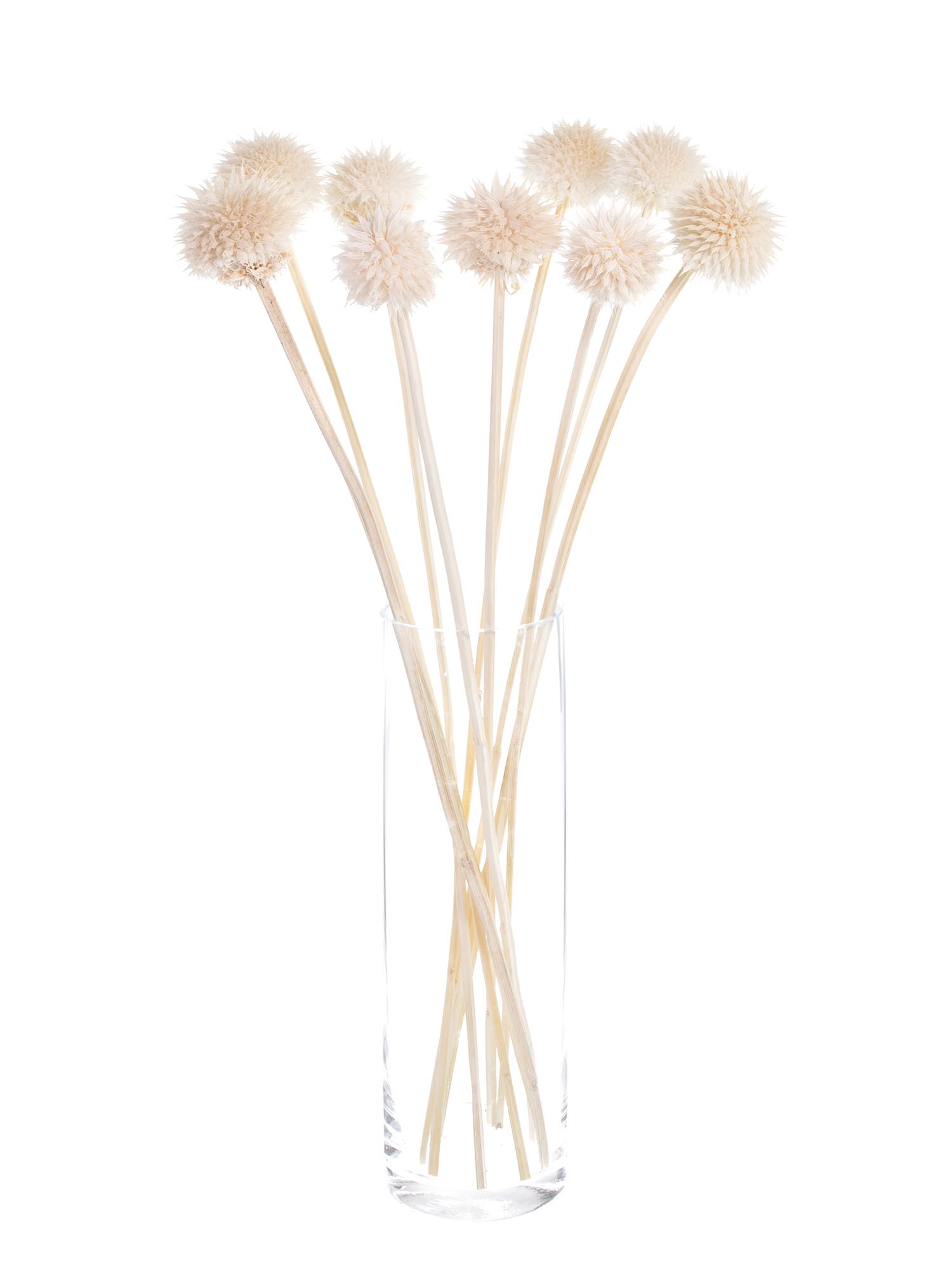 blumigo-l-wenohr-leonotis-creme-wei-trockenblume-gebleicht image 2