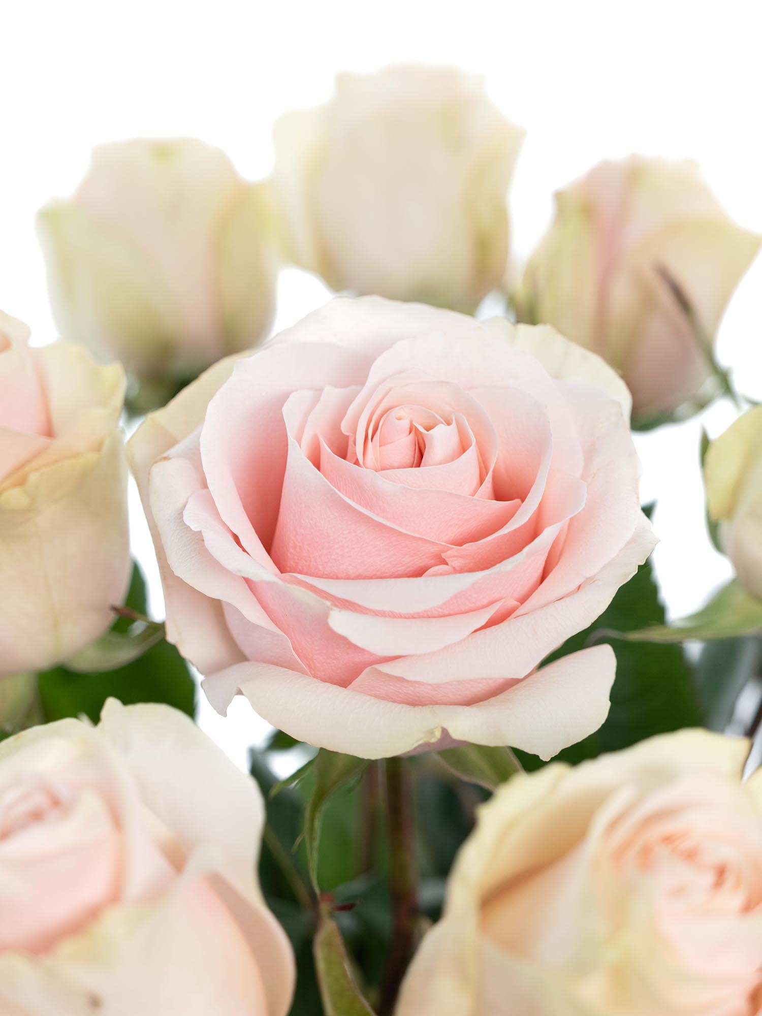 blumigo-rosen-frutteto-schnittrose-rosa-creme image 1