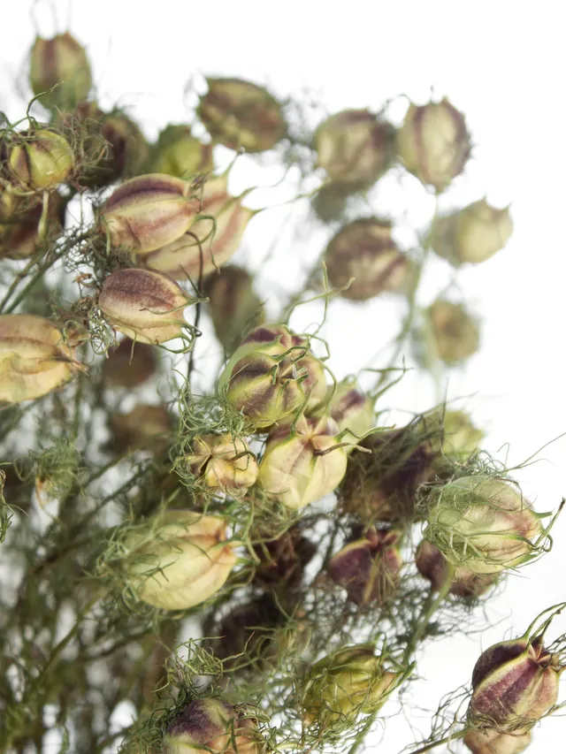 blumigo-trockenblumen-nigella-saatkapseln-getrocknet-natur image 1