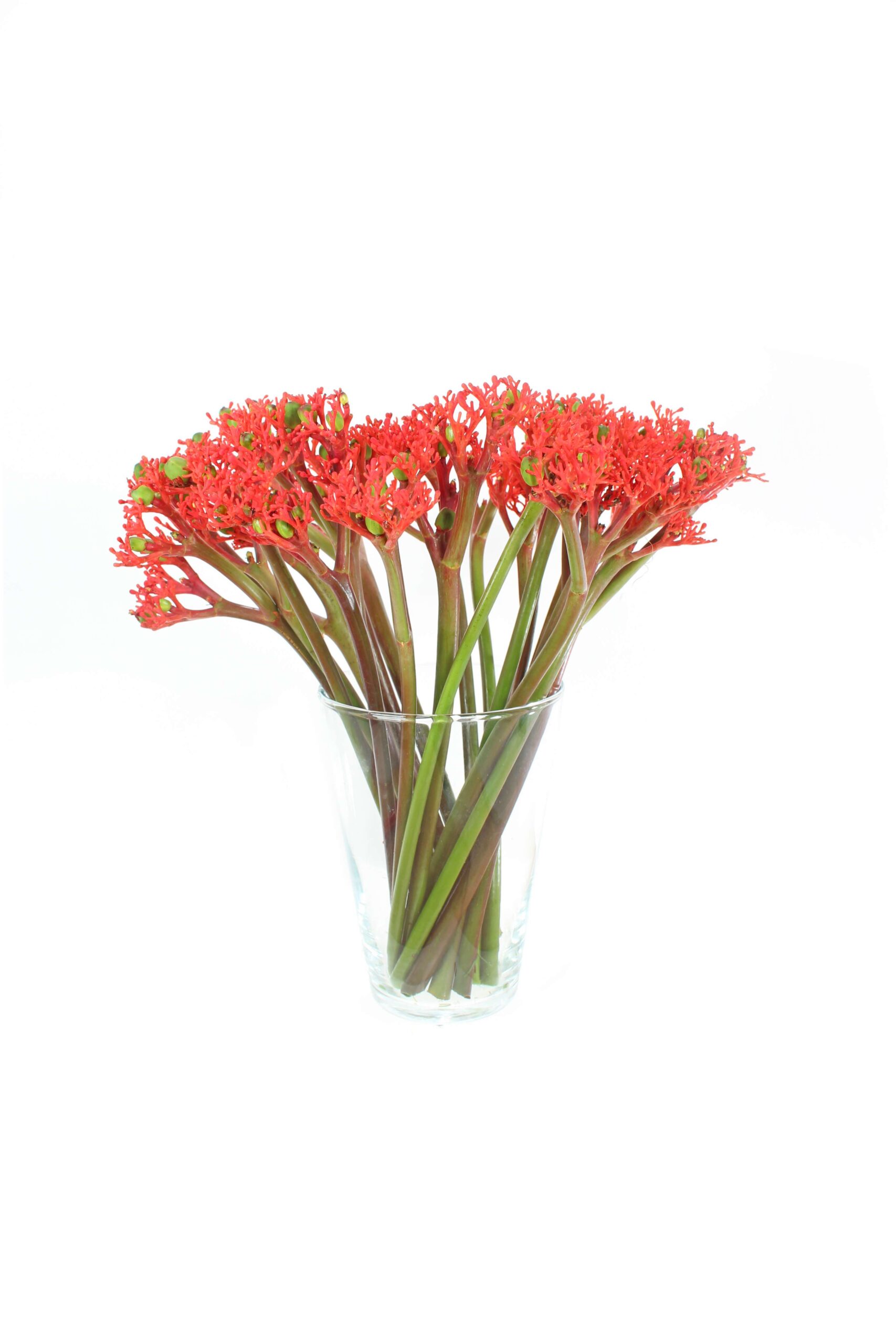 blumigo-jatropha-firecracker-bindegr-n-rot-1-stiel image 3