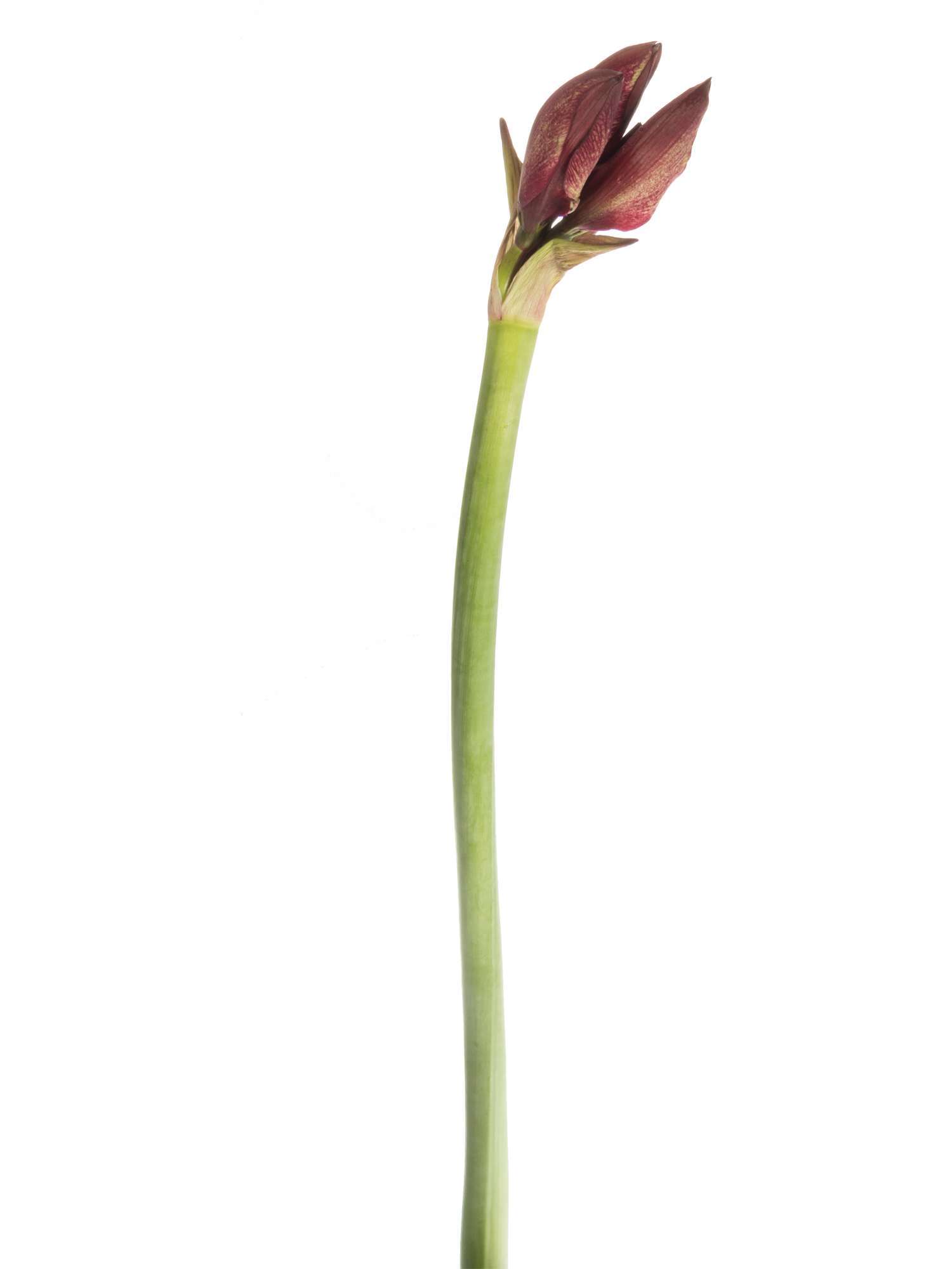 blumigo-amaryllis-daphne-schnittblume-pink-wei image 3