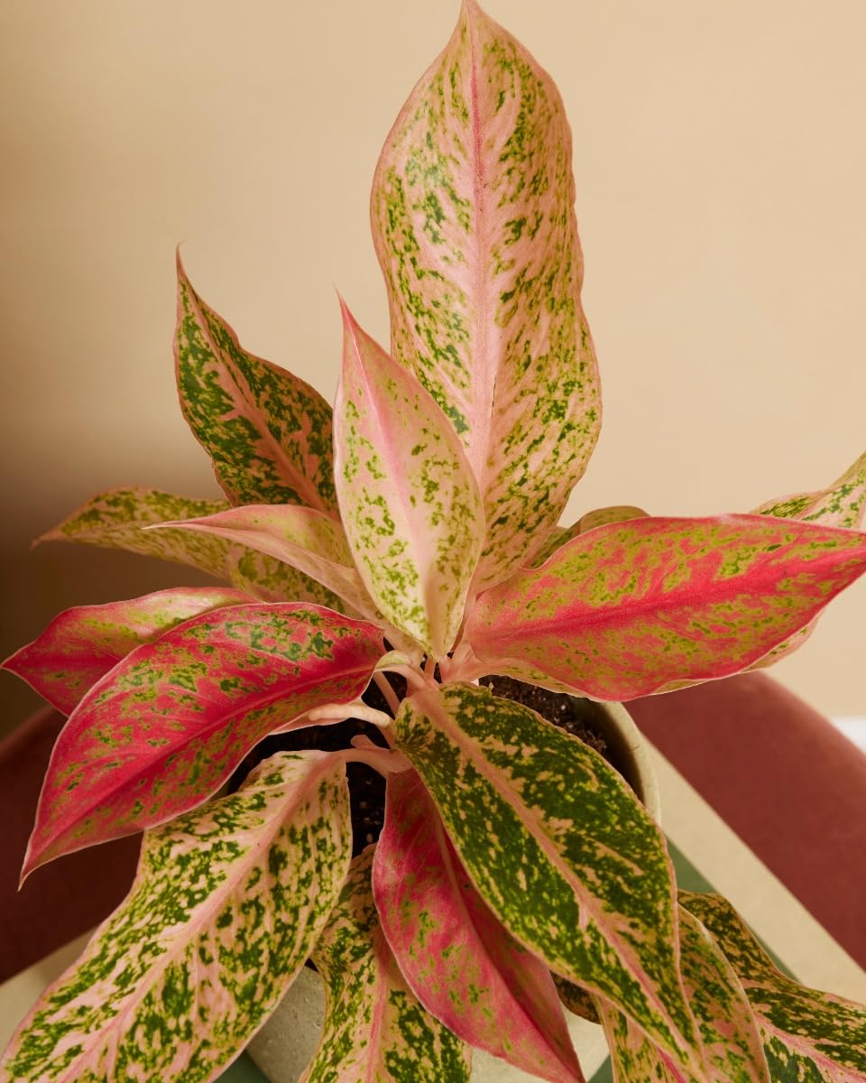 plnts-rareplnts-aglaonema-prosperity-zimmerpflanze-25-cm-rosa image 5