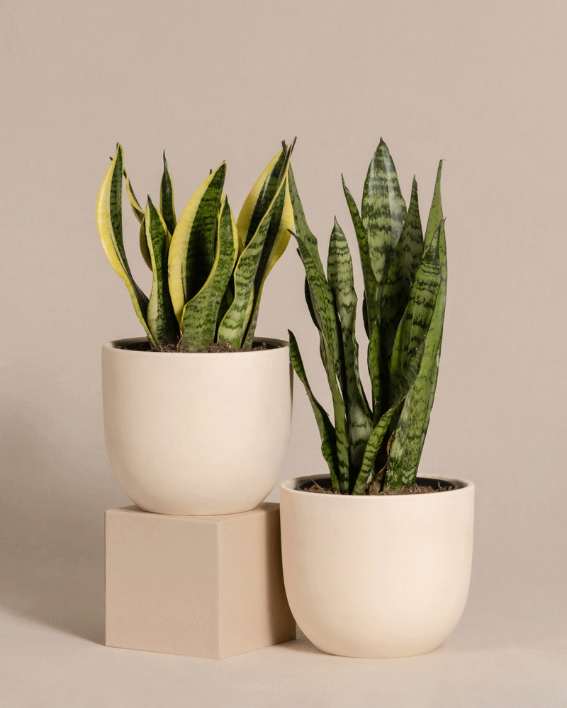 feey-variado-unzerst-rbares-duo-sansevieria-set-pflegeleicht image 6