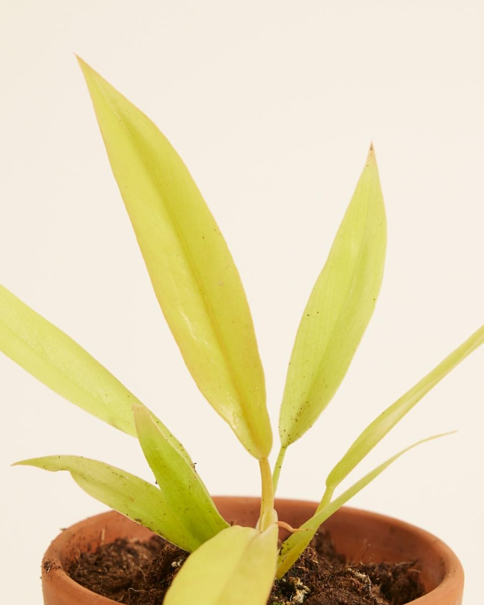 plnts-babyplnts-philodendron-golden-saw-zimmerpflanze-8cm-baby image 3