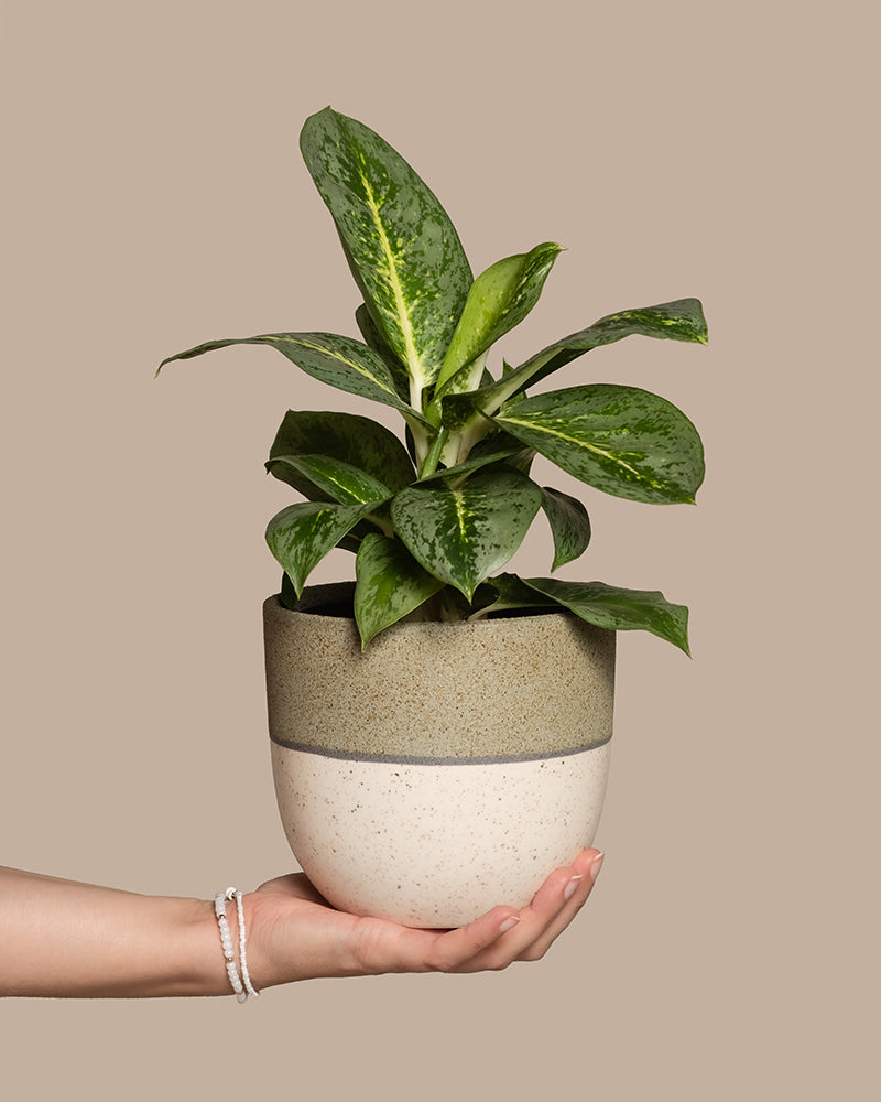 feey-variado-aglaonema-lemon-mint-zimmerpflanze-o-bertopf image 1