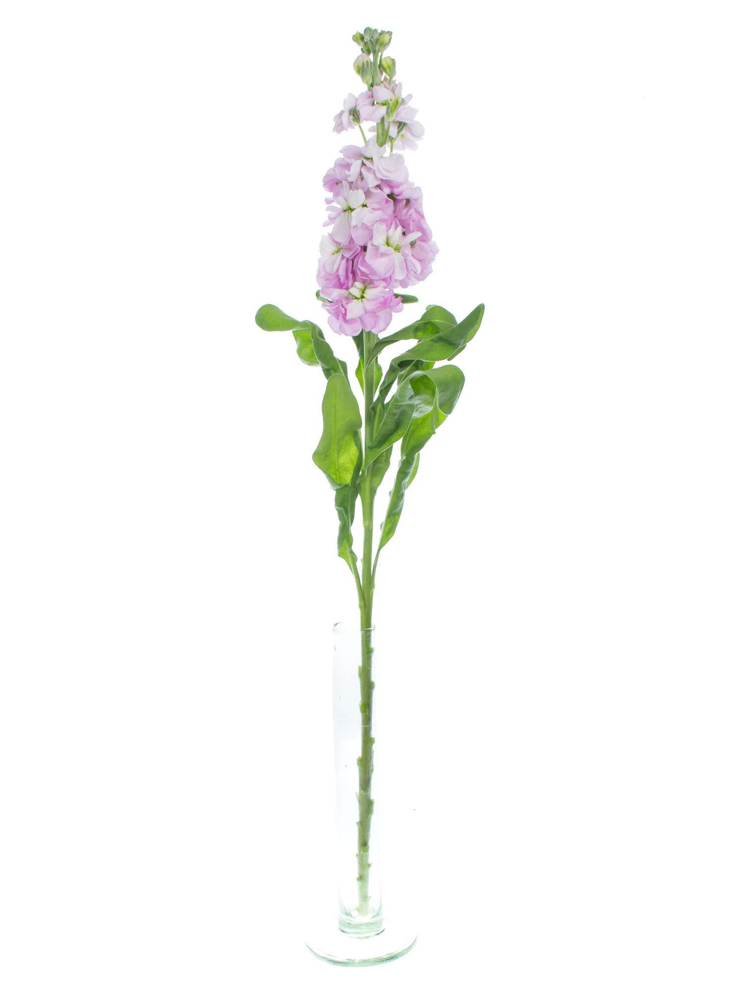 blumigo-rosen-levkojen-figaro-light-rose-schnittblume-rosa image 3