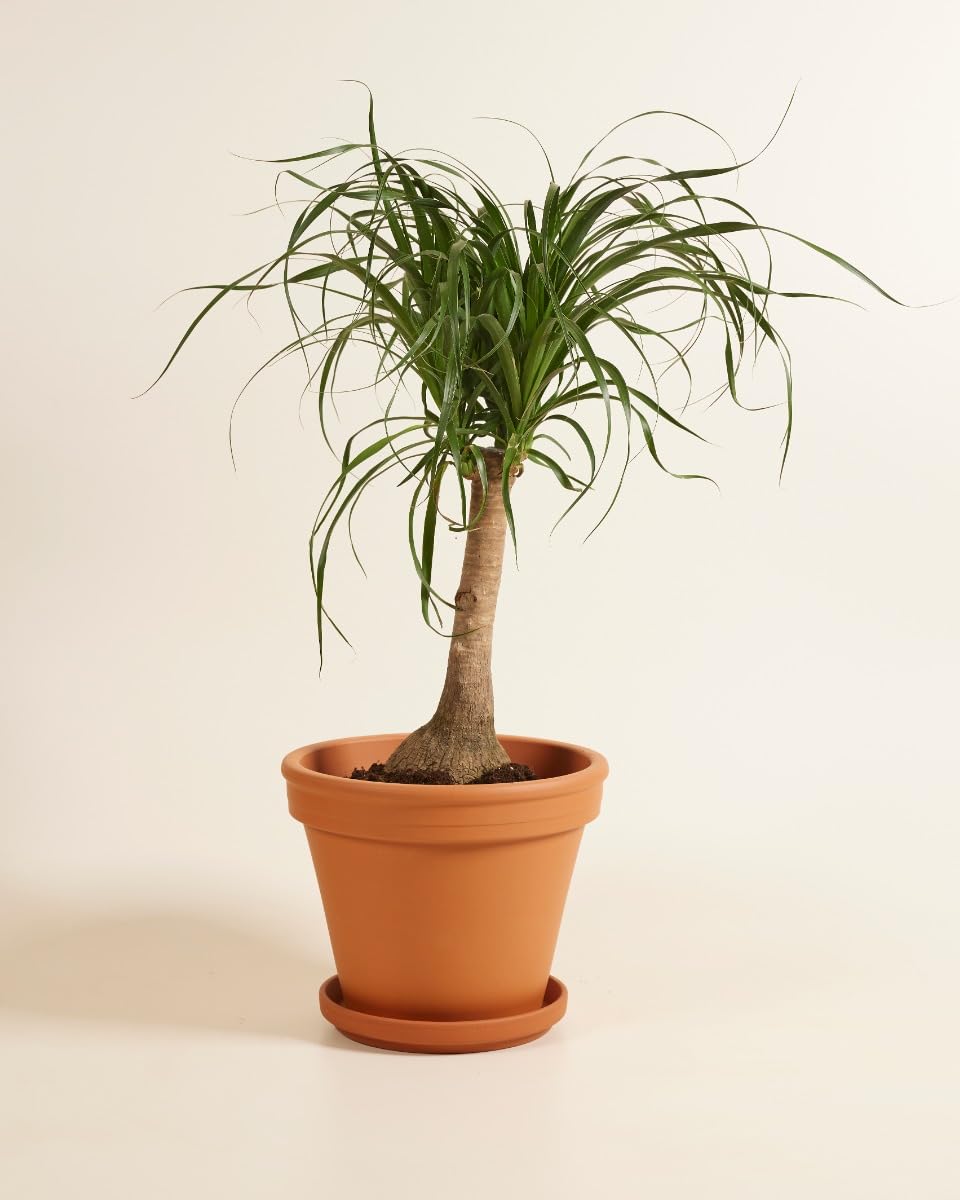 plnts-rareplnts-beaucarnea-recurvata-elefantenfu-160-cm image 3