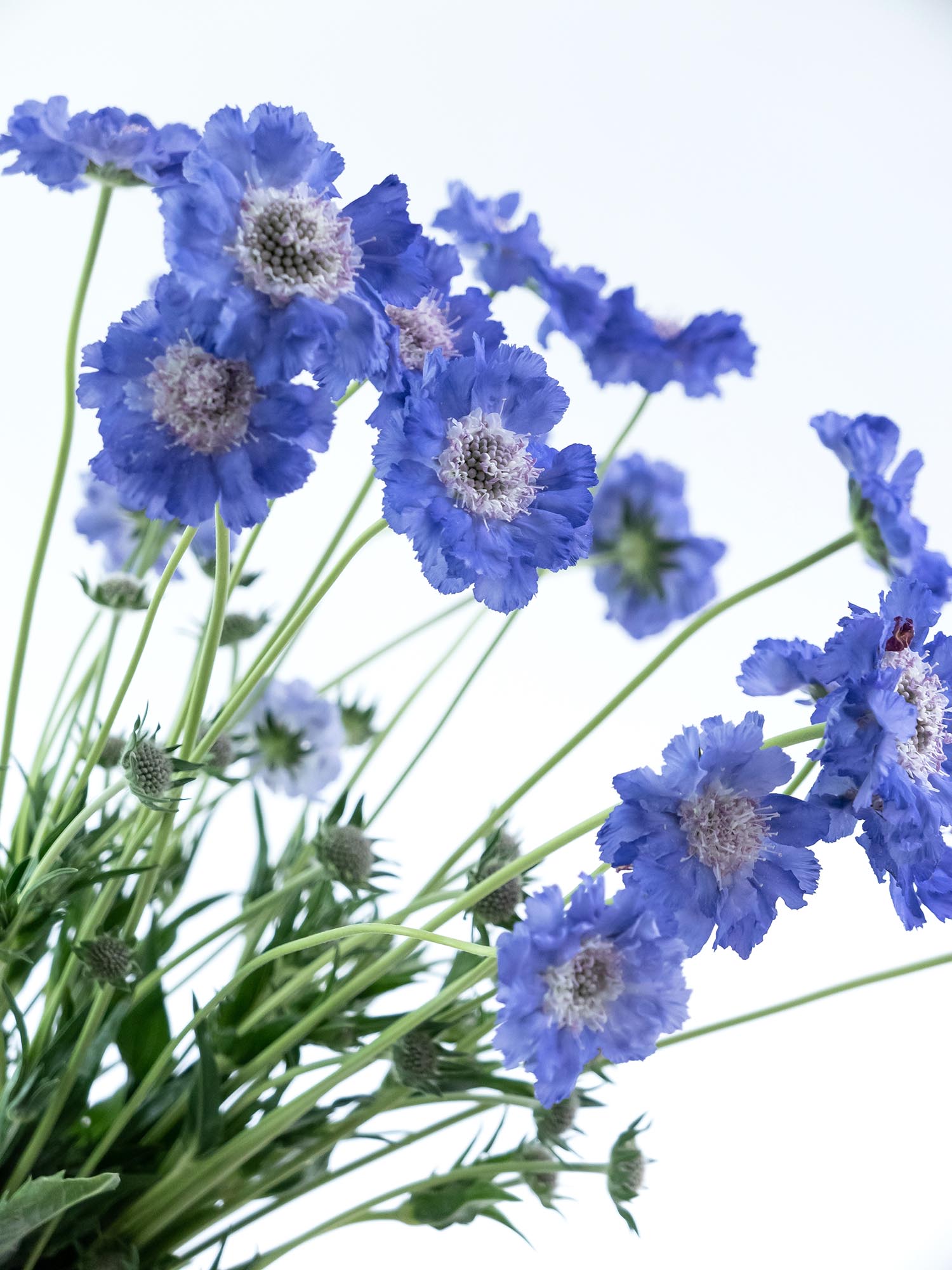 blumigo-skabiosen-staefa-schnittblumen-hellblau image 6