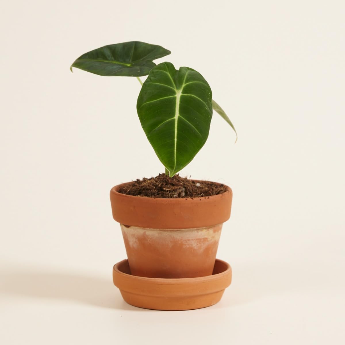 plnts-baby-alocasia-frydek-zimmerpflanze-steckling-15cm image 7