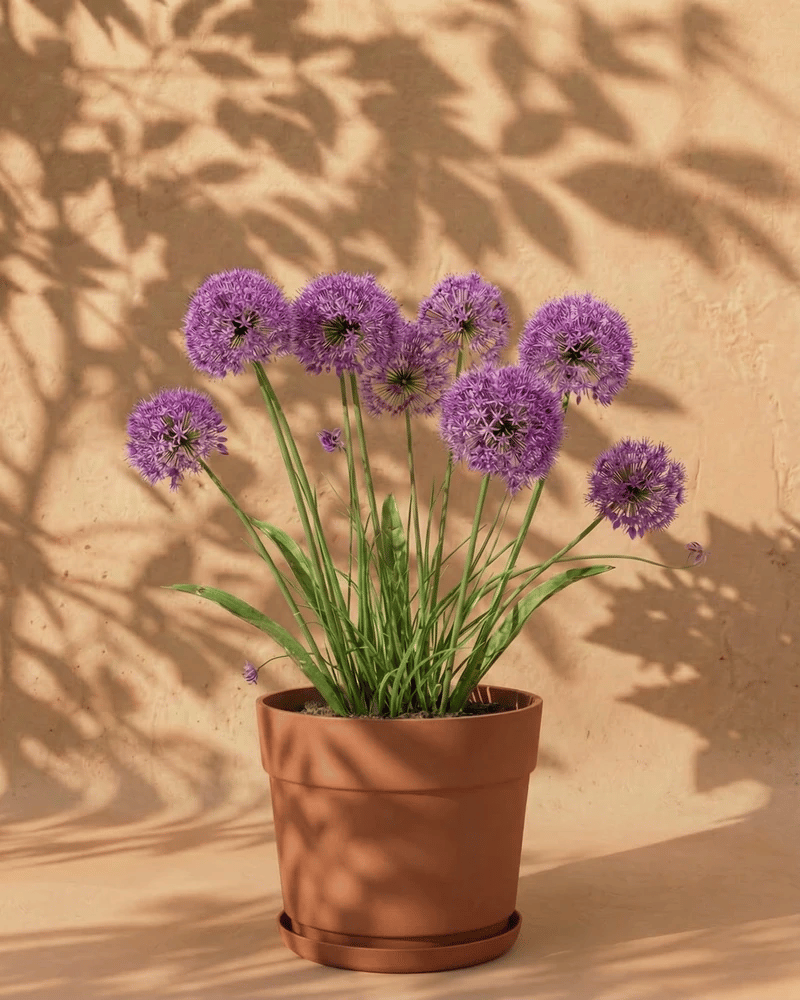 feey-amsterdam-allium-blumenzwiebeln-lila-2-stk-bienenfreundlich image 7