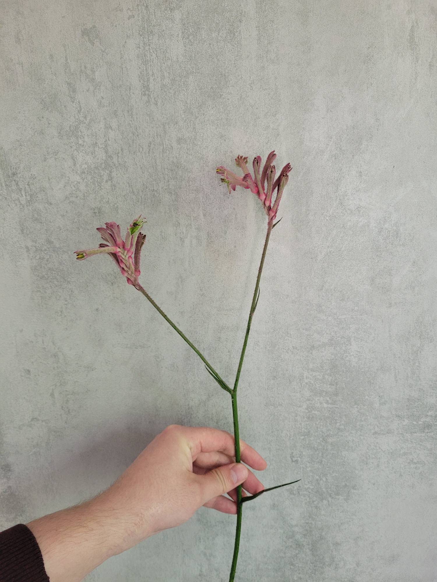 blumigo-anigozanthos-blush-pearl-k-ngurupfote-pink image 3