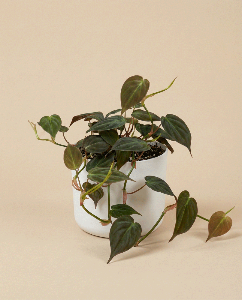 feey-variado-philodendron-micans-zimmerpflanze-hydro image 6