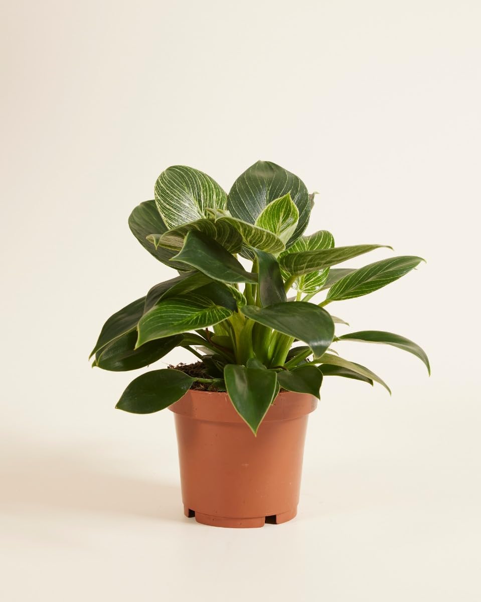 plnts-philodendron-birkin-zimmerpflanze-11cm-topf-panaschiert image 2