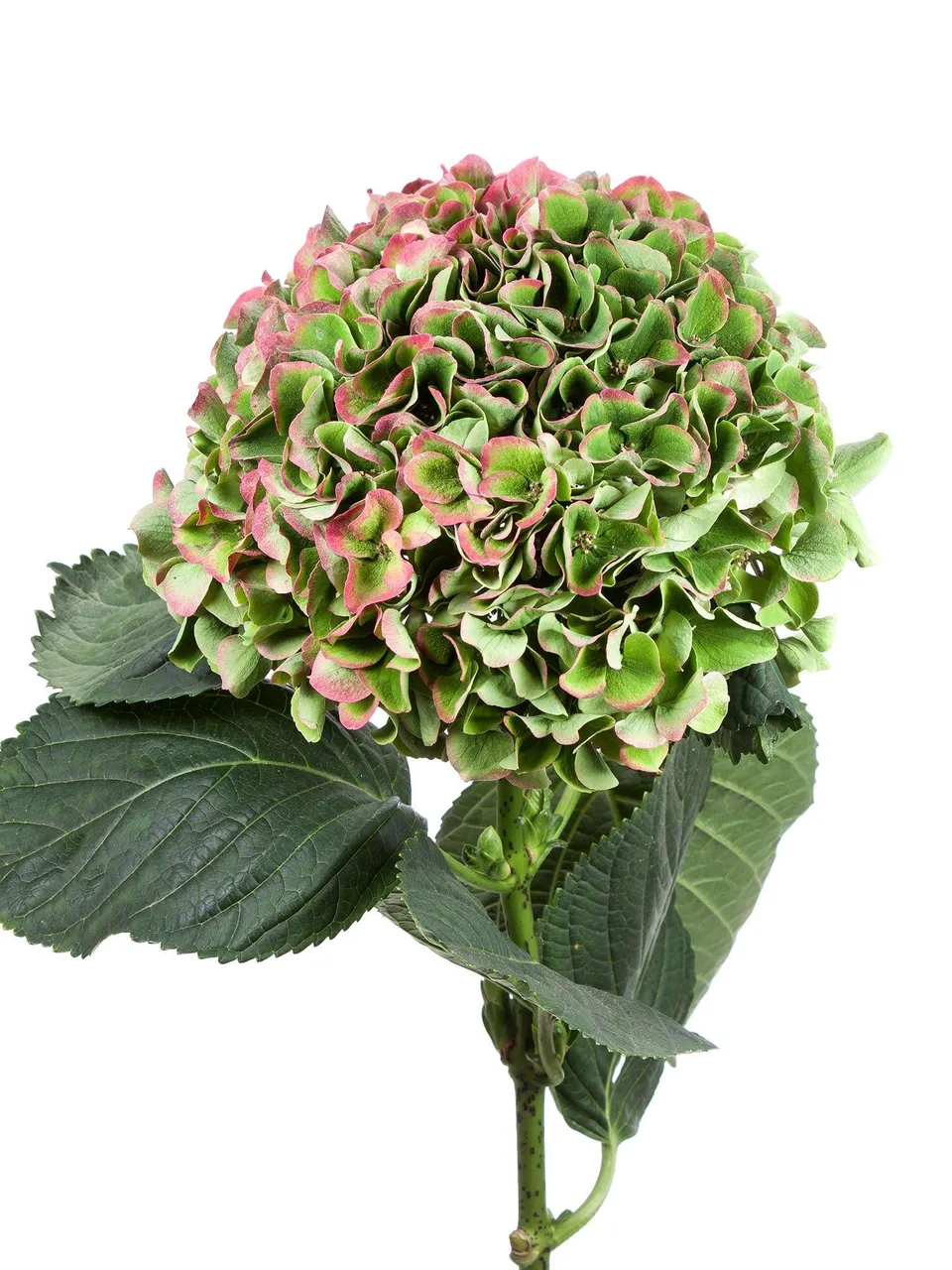 blumigo-hortensien-opal-classic-hortensie-gr-n-rot image 1
