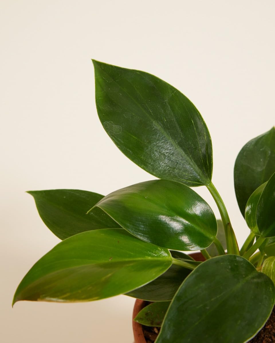 plnts-babyplnts-philodendron-birkin-zimmerpflanze-6cm-topf image 3