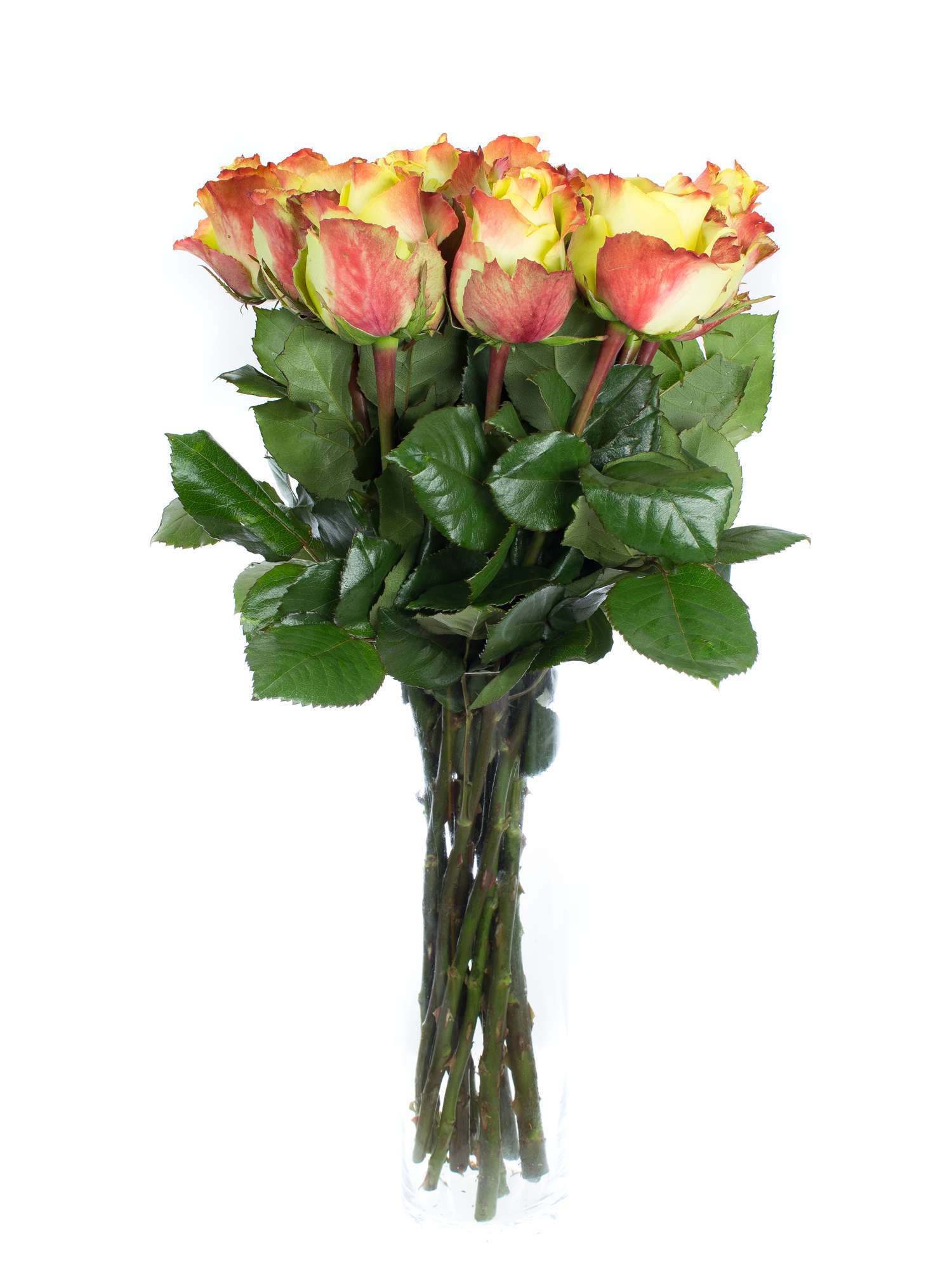 blumigo-rosen-zazu-schnittrosen-gelb-rot-stiel image 2
