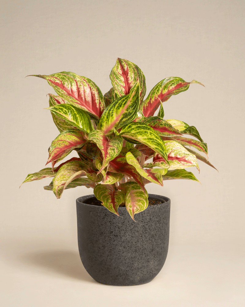 feey-variado-aglaonema-siam-violet-zimmerpflanze-topf-18 image 8