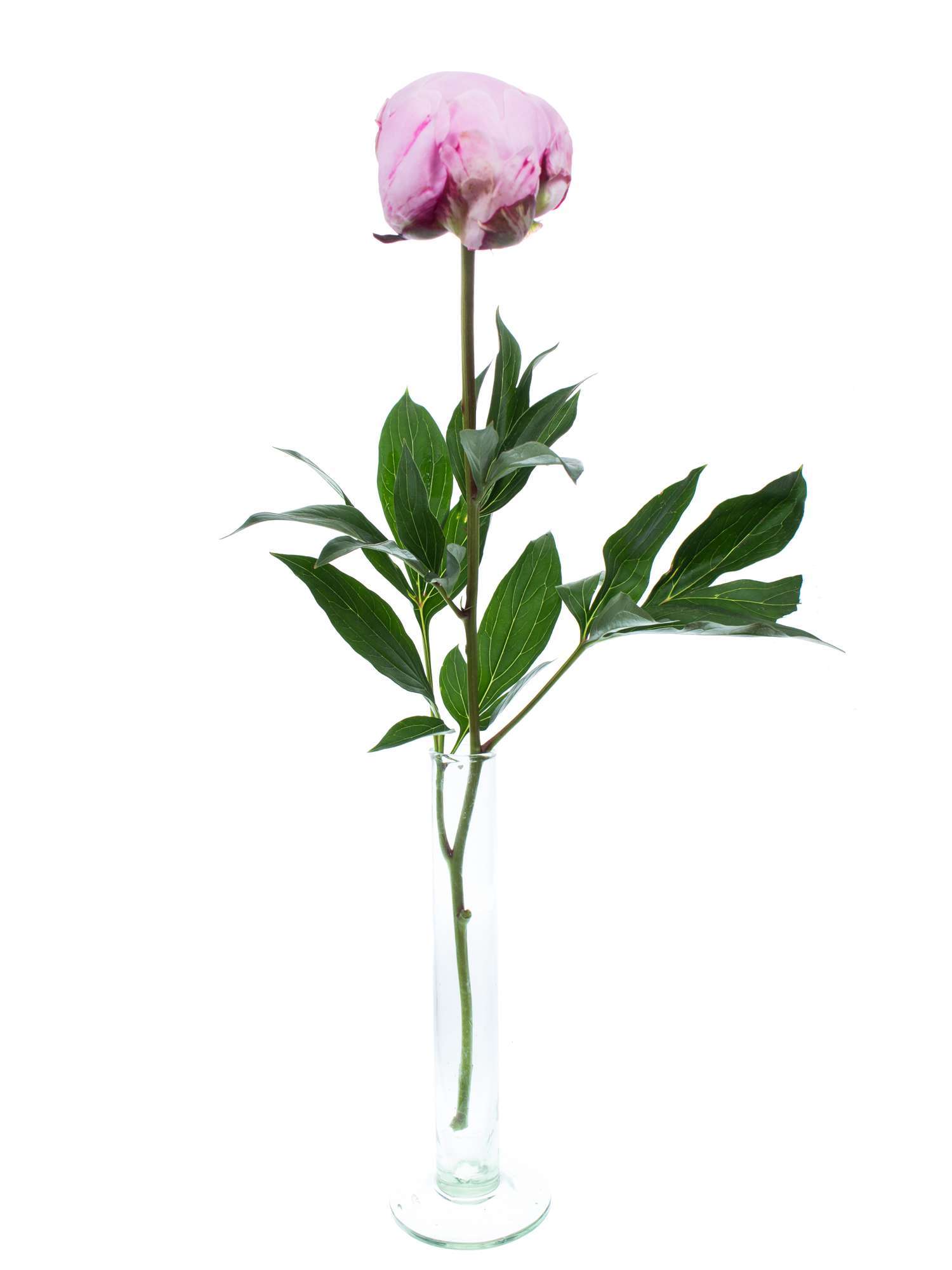 blumigo-pfingstrosen-sarah-bernhardt-schnittblume-rosa image 6