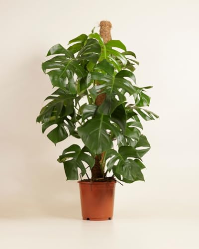 plnts-rareplnts-monstera-pertusum-fensterblatt-120cm-24cm-topf image 8