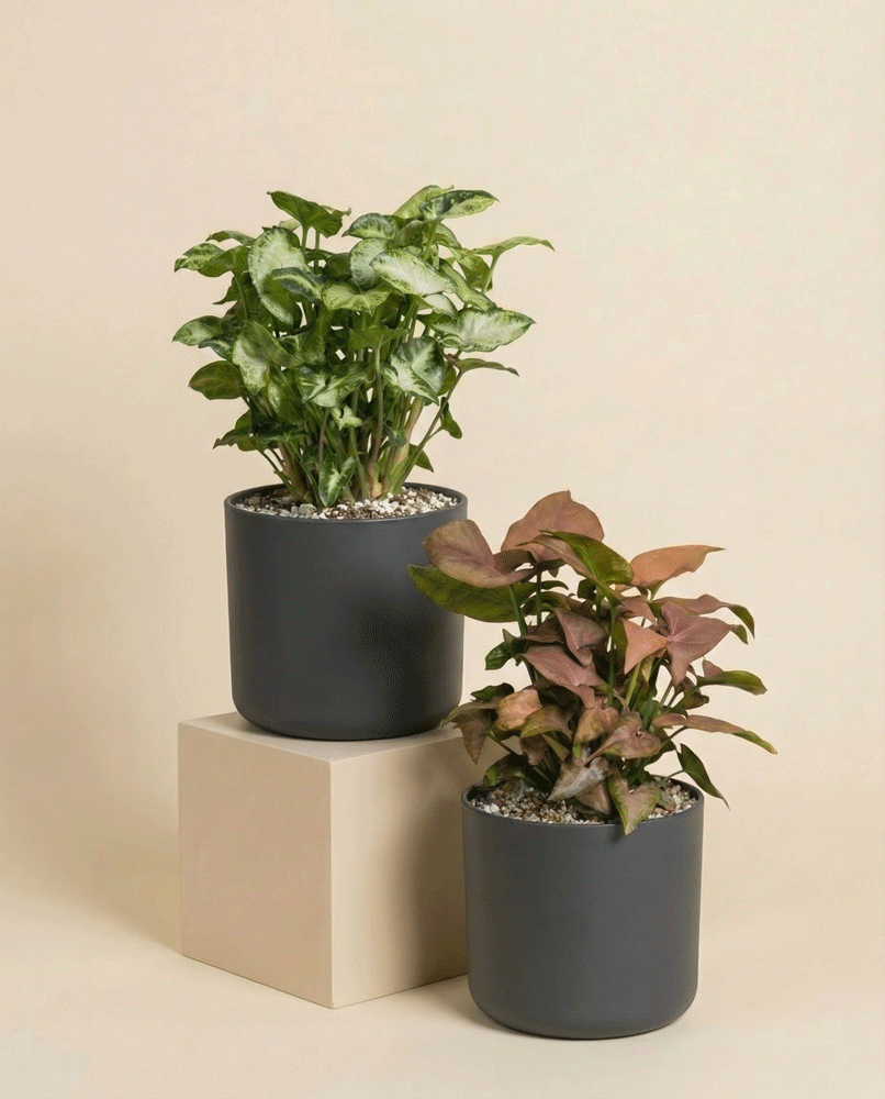 feey-variado-syngonium-duo-zimmerpflanzen-2er-set-ohne-bertopf image 4