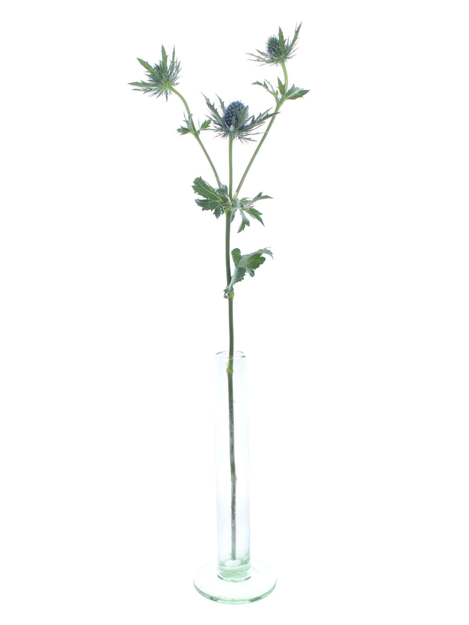 blumigo-disteln-orion-qstar-distel-blau-schnittblume image 4