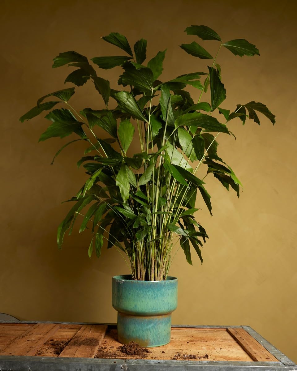 plnts-rareplnts-caryota-mitis-palme-85cm-21cm-topf-fischschwanz image 7