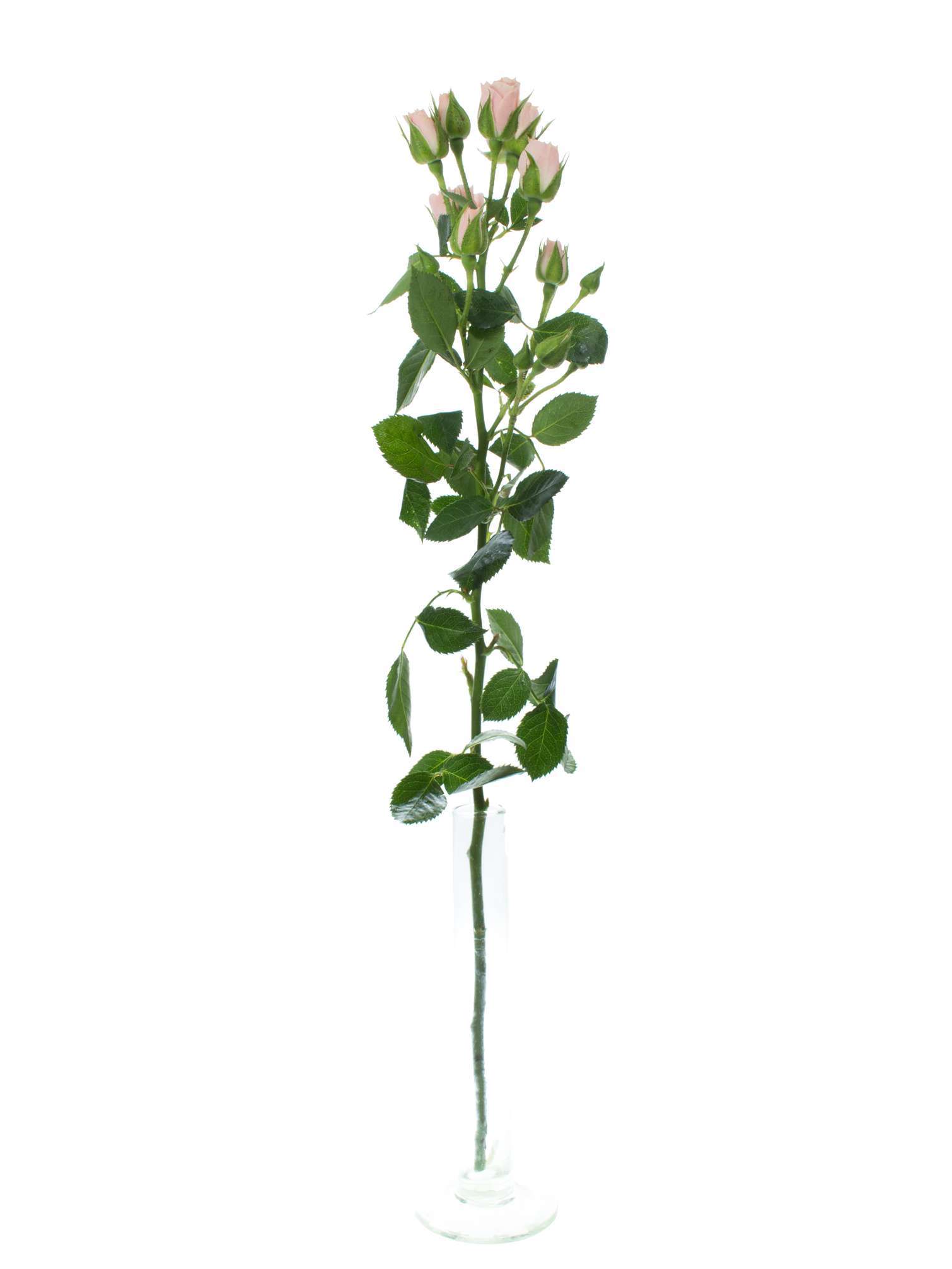 blumigo-rosen-lydia-verzweigt-rosa-bund image 4