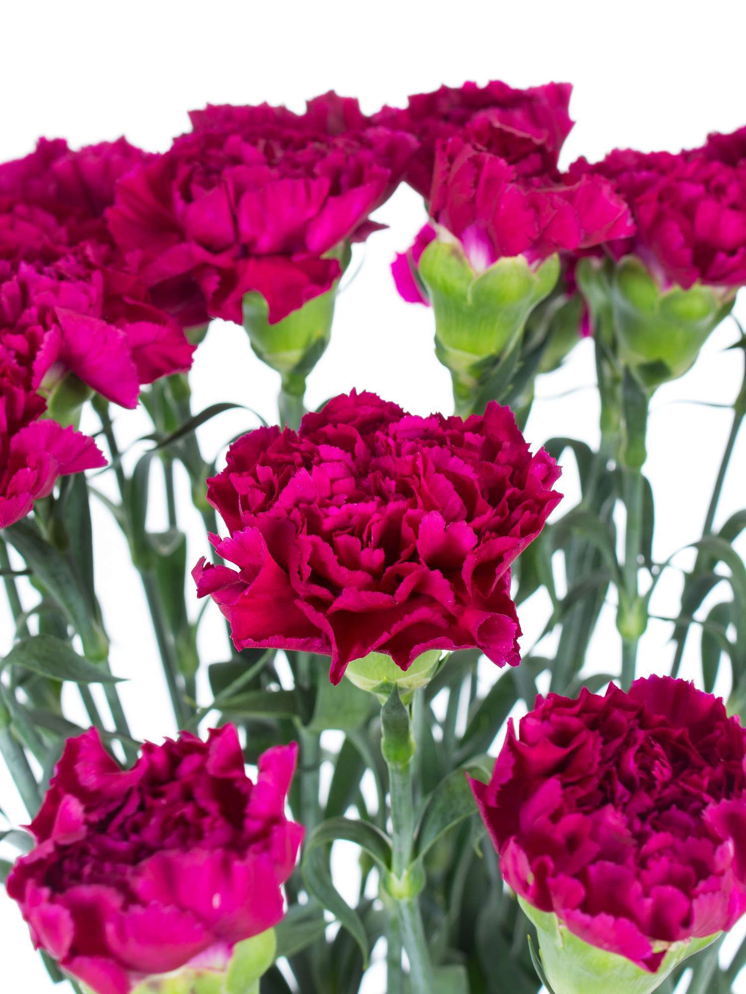 blumigo-edelnelken-golem-fuchsia-nelke-1-stiel image 2