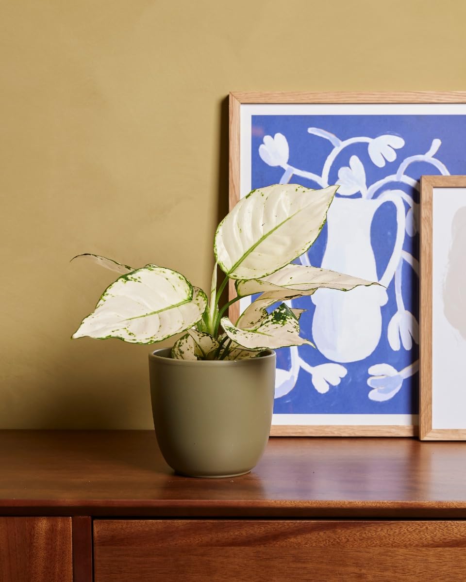 plnts-rareplnts-aglaonema-white-joy-zimmerpflanze-12cm-25cm image 5