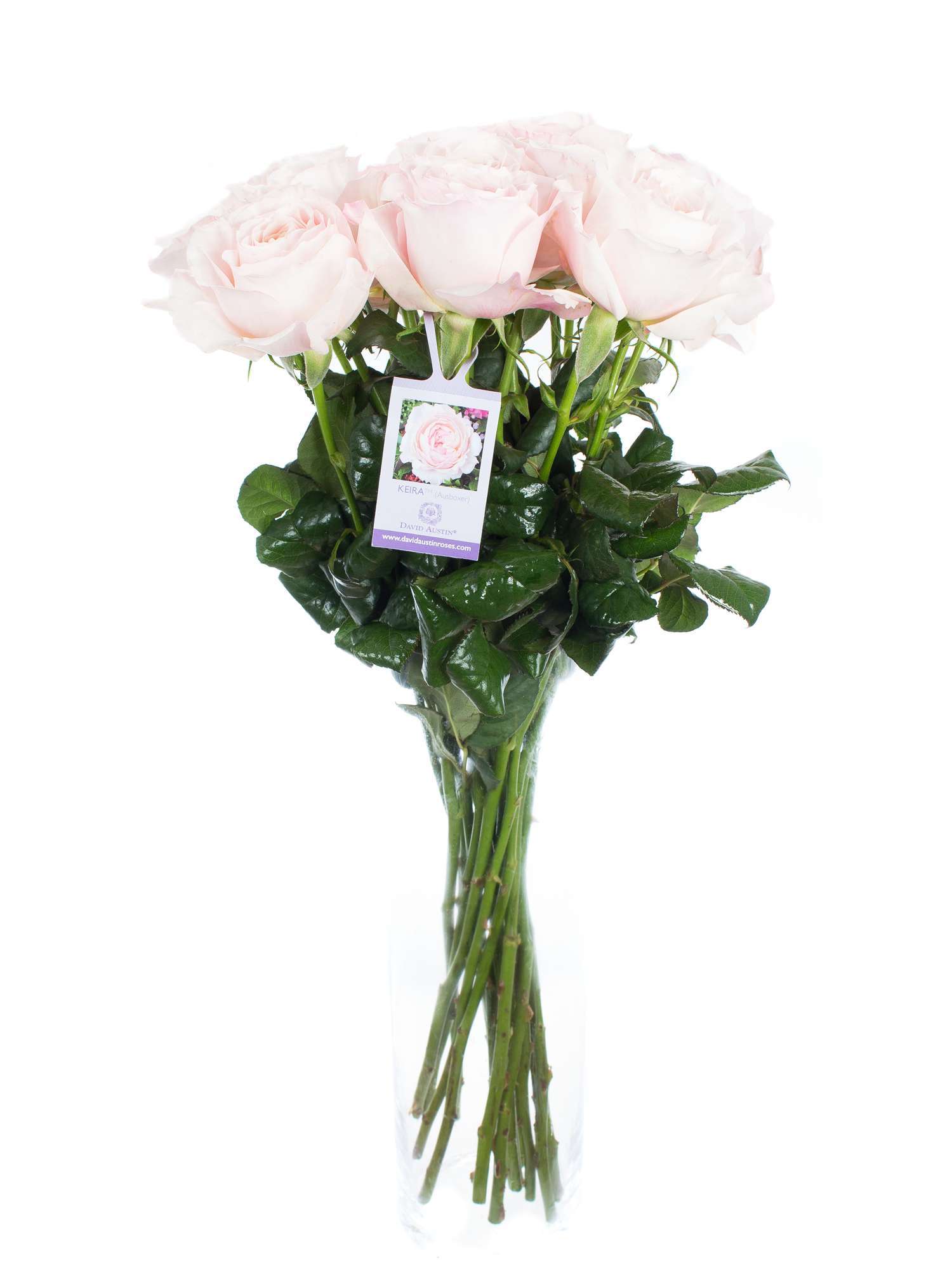 blumigo-rosen-david-austin-keira-rosa-schnittblumen image 2