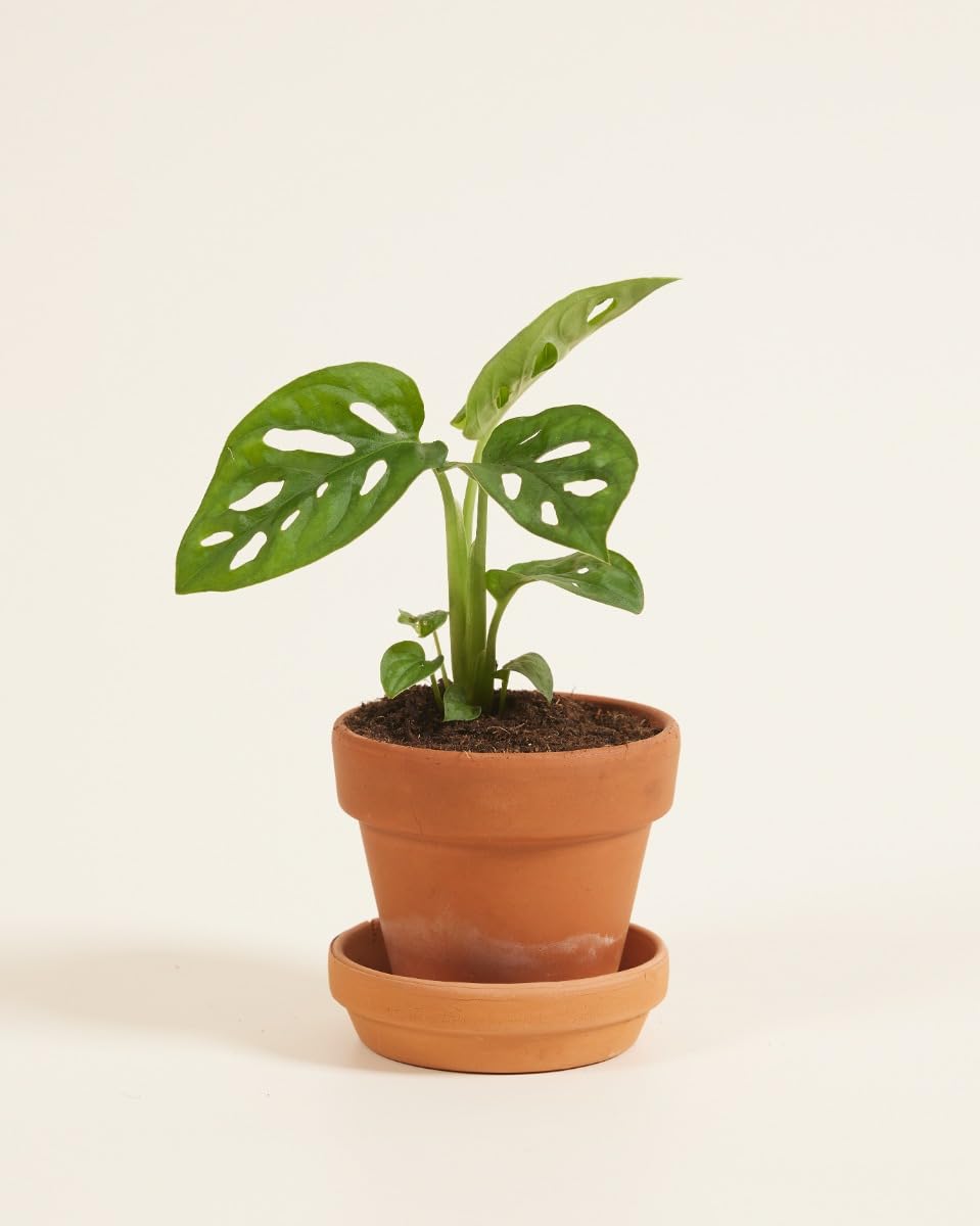 plnts-babyplnts-monstera-adansonii-zimmerpflanze-15-cm image 2