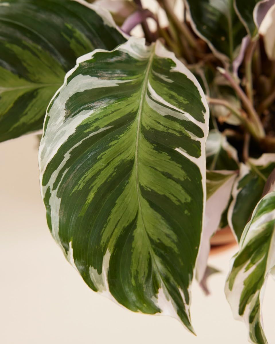 plnts-rareplnts-calathea-white-fusion-zimmerpflanze-45cm-panaschiert image 5