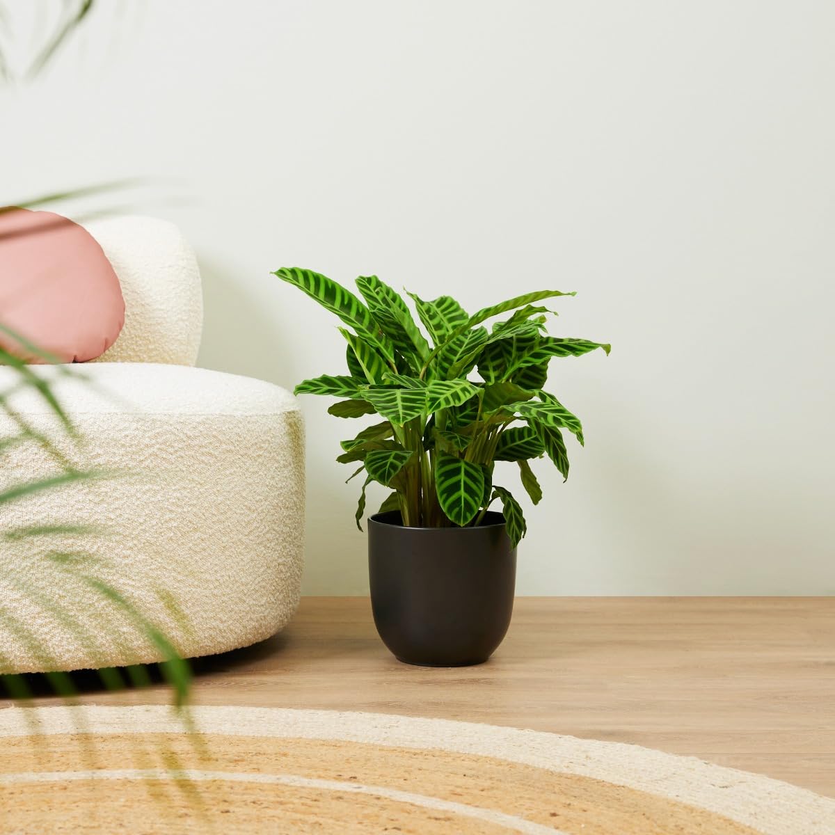 plnts-rareplnts-calathea-zebrina-zimmerpflanze-75-cm image 8