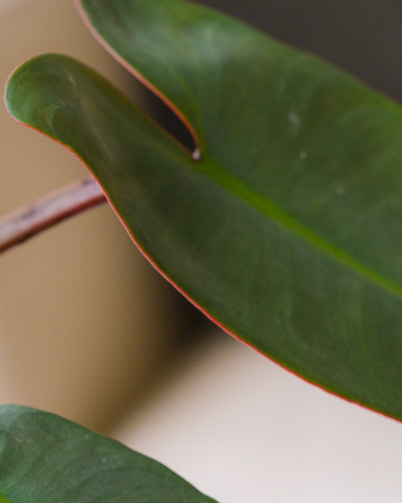 feey-variado-philodendron-atabapoense-zimmerpflanze-rar image 2