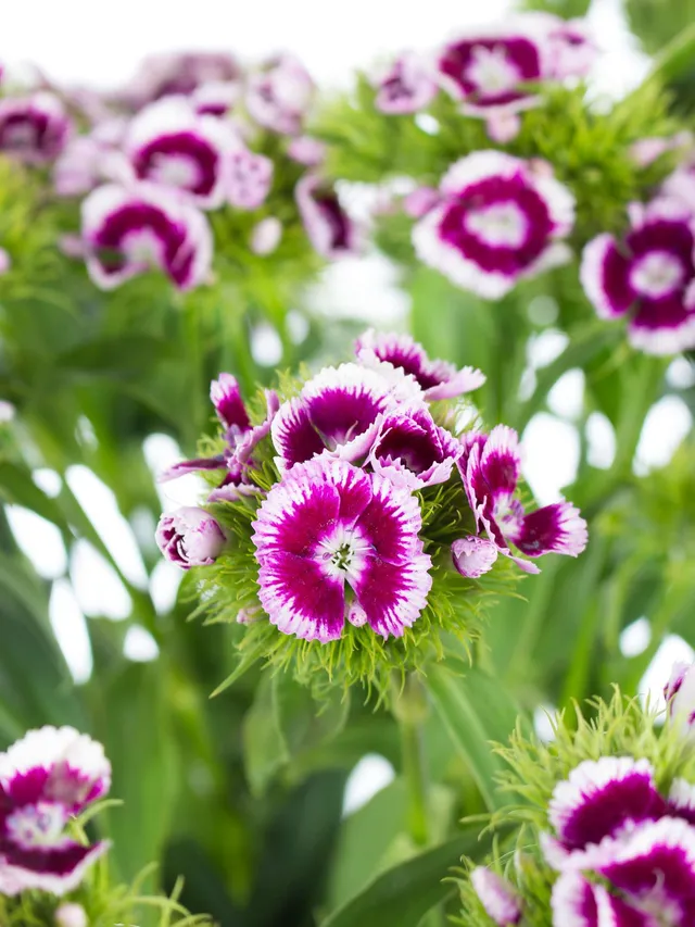 blumigo-bartnelken-pink-weiss-nelke-1-stiel-frisch image 1