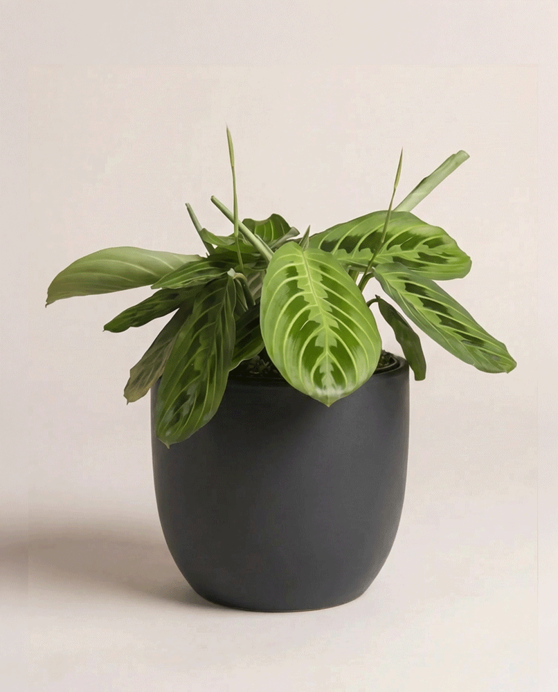feey-variado-maranta-lemon-lime-zimmerpflanze-ohne-bertopf-2 image 5