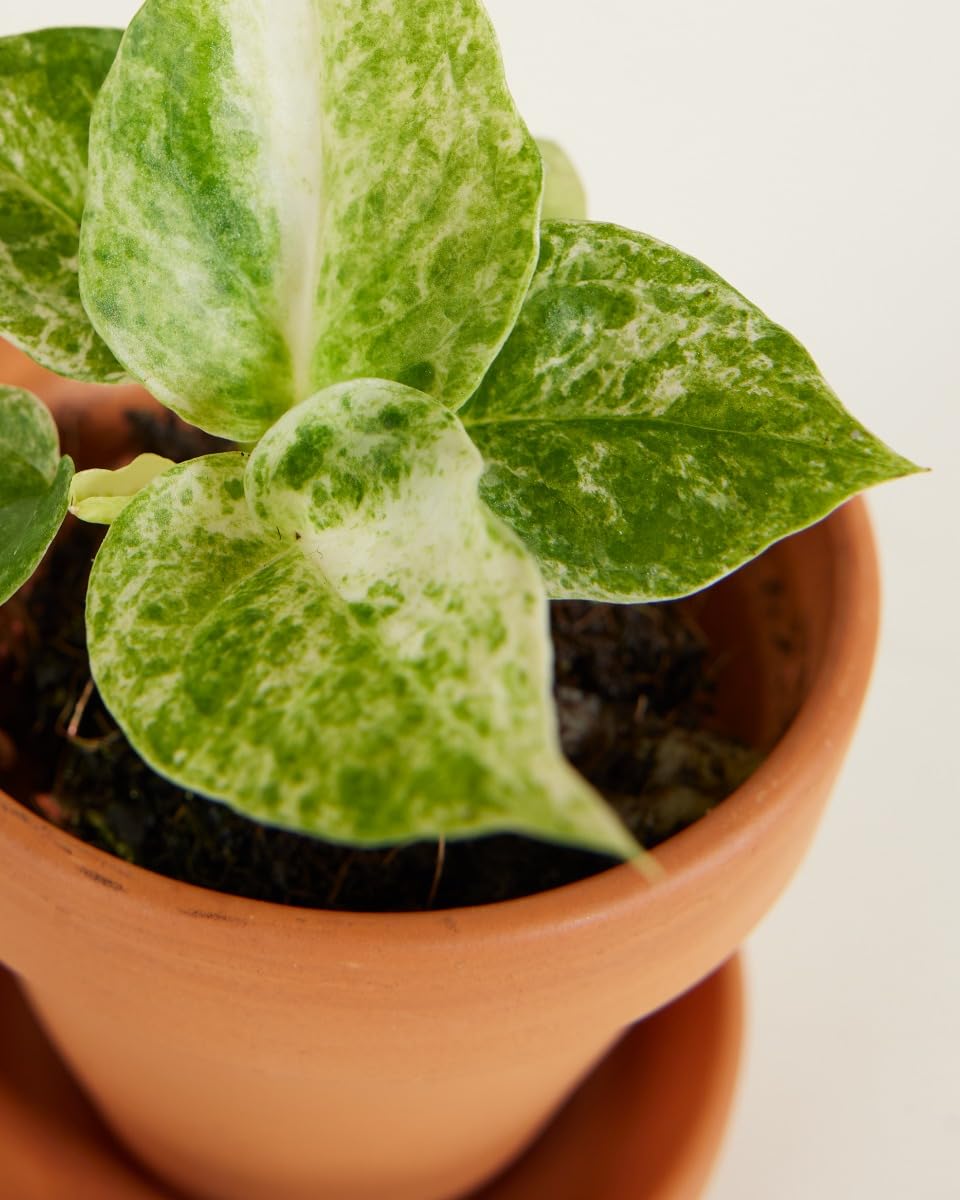 plnts-baby-anthurium-hookeri-variegated-zimmerpflanze-10cm-panaschiert image 3
