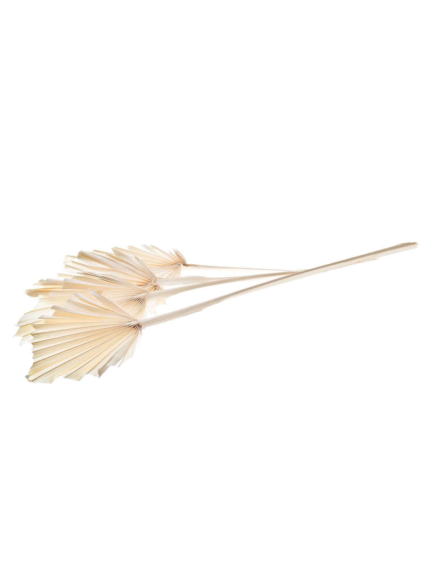 blumigo-trockenblumen-palm-spear-trockenblume-creme-gebleicht image 3