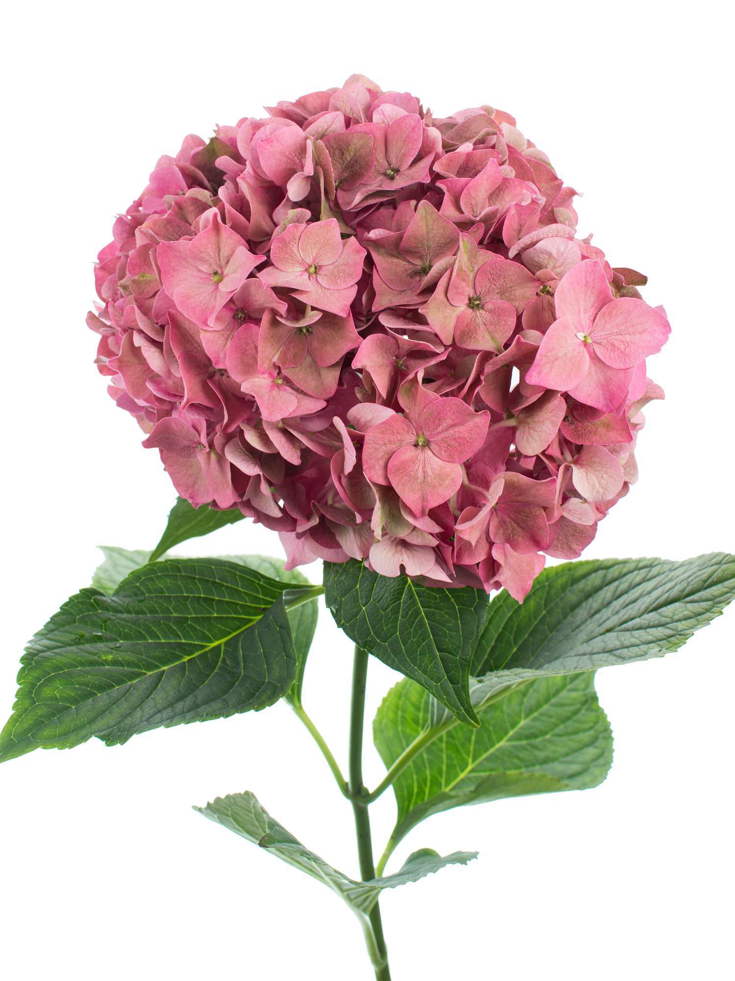 blumigo-hortensien-magical-rodeo-classic-schnittblume-alt-ros image 1