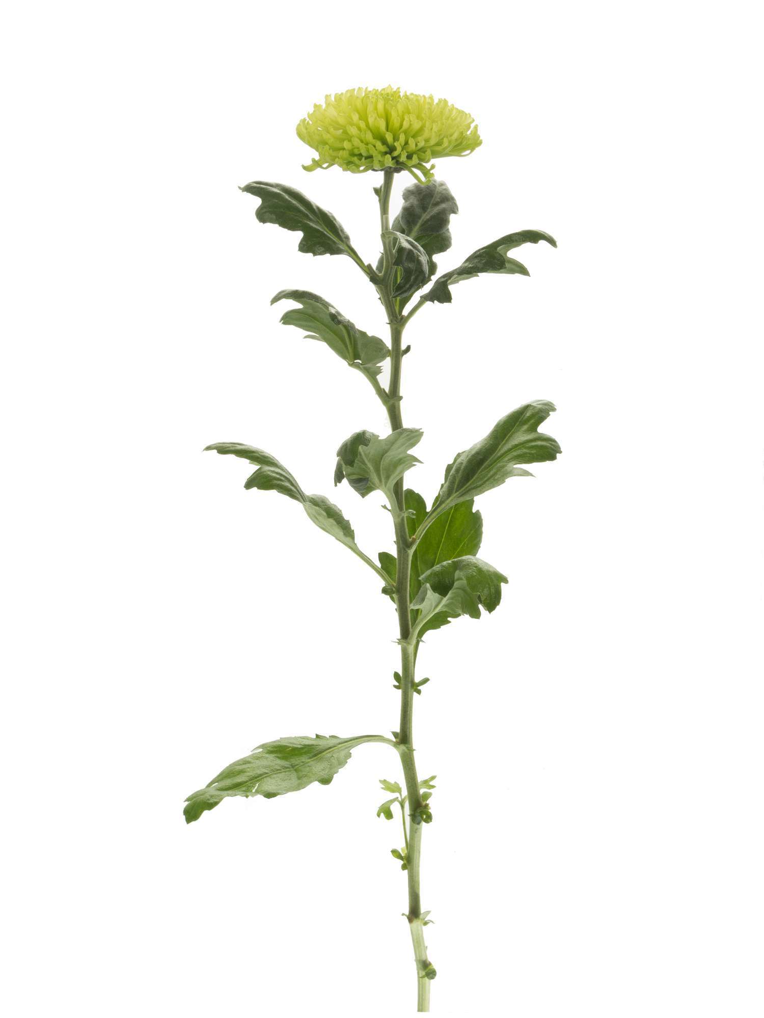 blumigo-chrysanthemen-green-globe-schnittblume-hellgr-n image 3
