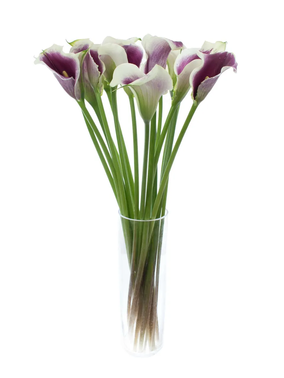 blumigo-calla-vermeer-crem-lila-schnittblume image 1