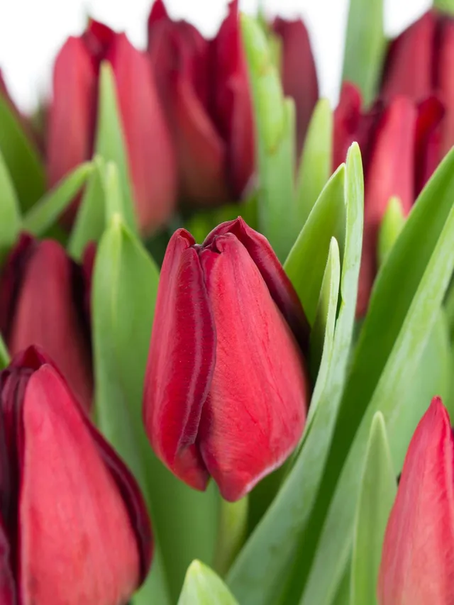 blumigo-tulpen-mascara-dunkelrote-schnittblume image 1