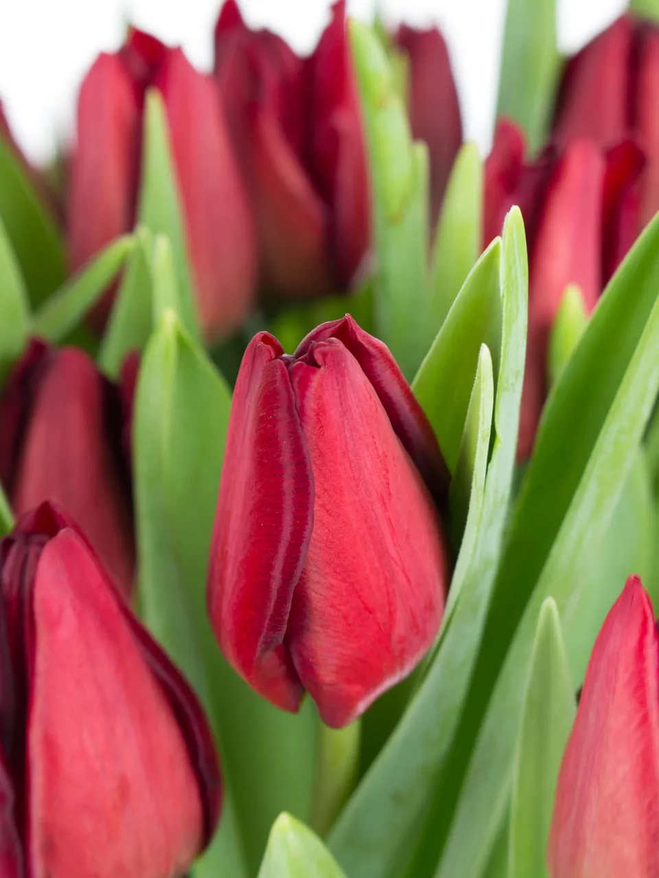blumigo-tulpen-mascara-dunkelrote-schnittblume image 1