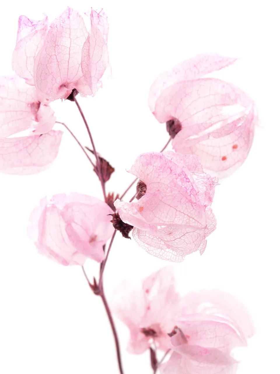 blumigo-trockenblumen-bougainvillea-drillingsblume-rosa image 1